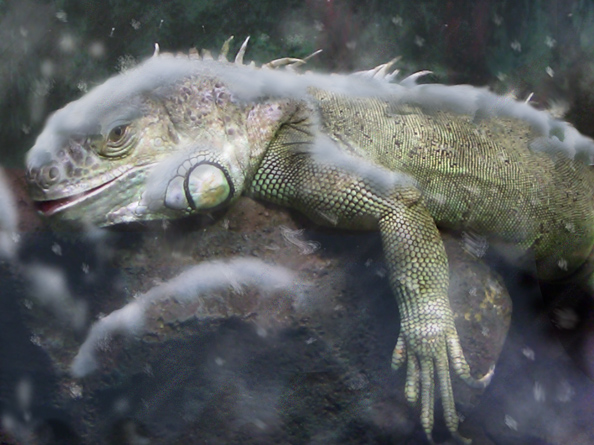 Photoshop Design by bingobaby for DesignCrowd (Community Contests) | Design #9081216