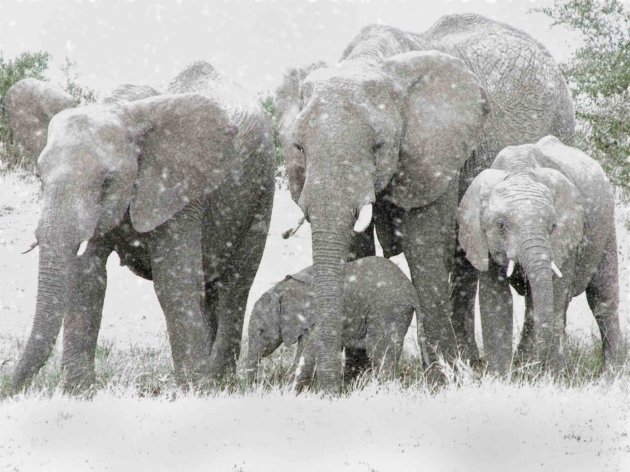 Design Photoshop par scorpio777 pour DesignCrowd (Community Contests) | Design #9081330