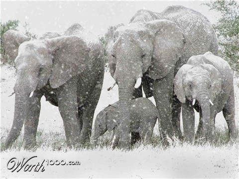 Photoshop Design by scorpio777