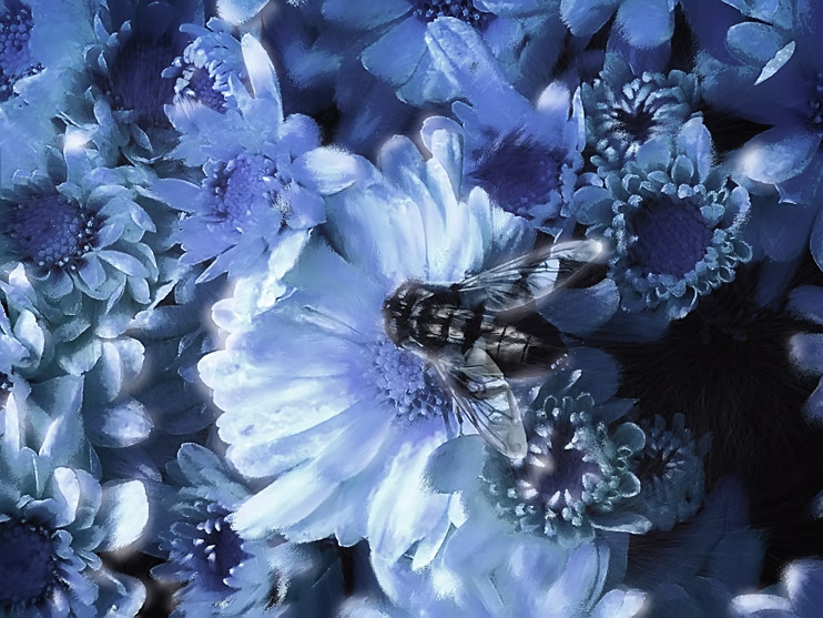 Photoshop Design by Adriaan for DesignCrowd (Community Contests) | Design #9081300