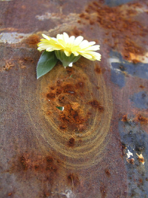 Photography by elenixintaras for DesignCrowd (Community Contests) | Design #9075688