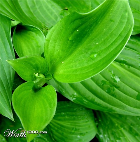 Photography by mennufer