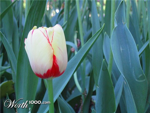 Photography by boote67