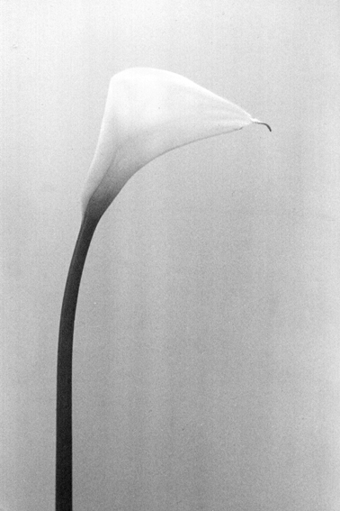 Photography by funcky for DesignCrowd (Community Contests) | Design #9074774