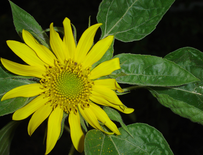 Photographie par Megain pour DesignCrowd (Community Contests) | Design #9074779