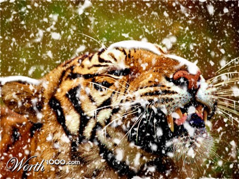 Photoshop Design by Ziaphra