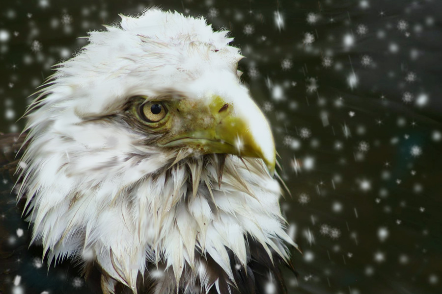 Photoshop Design by bingobaby for DesignCrowd (Community Contests) | Design #9065513