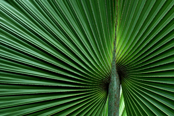 Fotografía por kimbomac para DesignCrowd (Community Contests) | Diseño #9079499