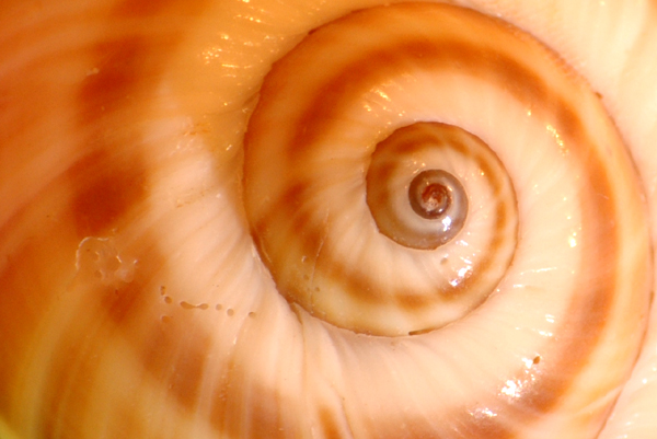 Fotografía por kimbomac para DesignCrowd (Community Contests) | Diseño #9074797