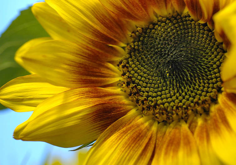 Fotografie von Marian für DesignCrowd (Community Contests) | Design #9074832