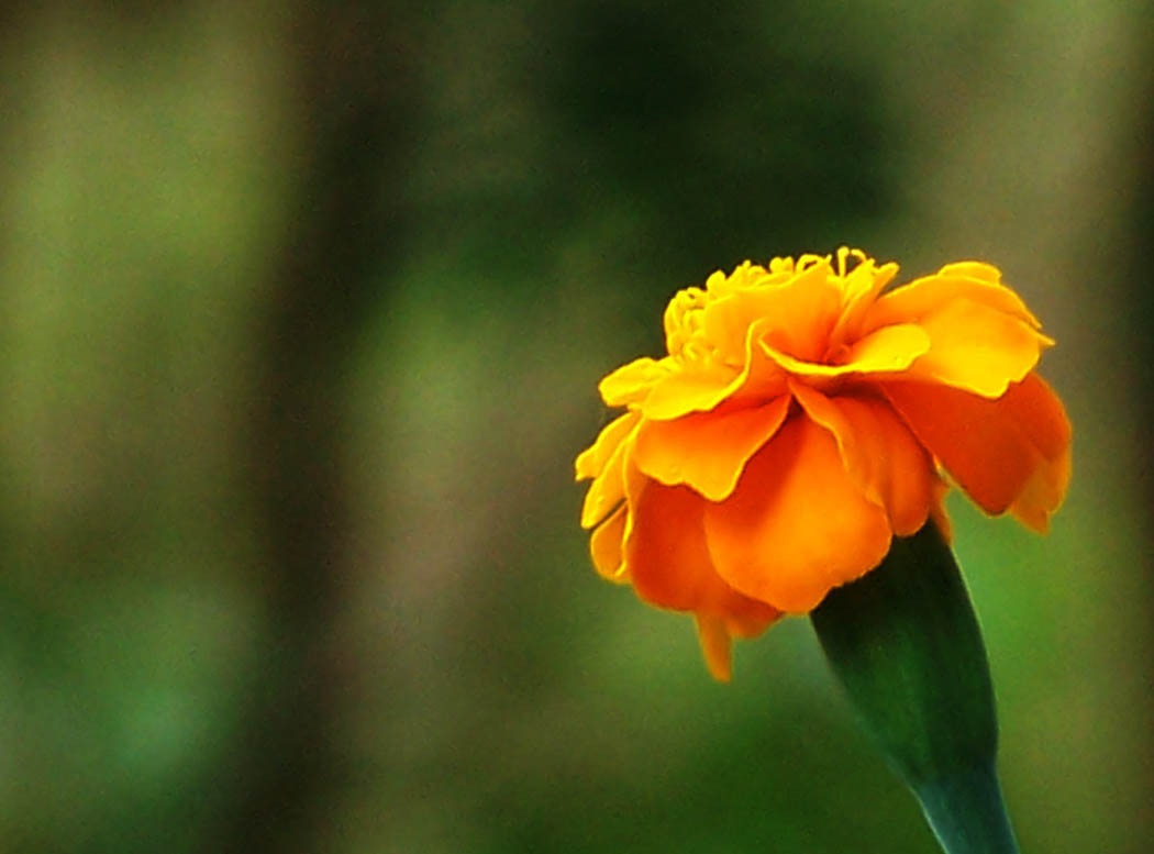 Fotografía por vgmn1956 para DesignCrowd (Community Contests) | Diseño #9079524