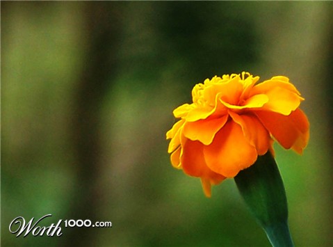 Photography by vgmn1956