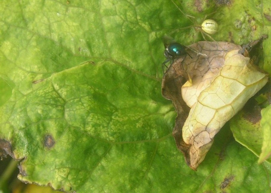 Photographie par Massie pour DesignCrowd (Community Contests) | Design #9079594