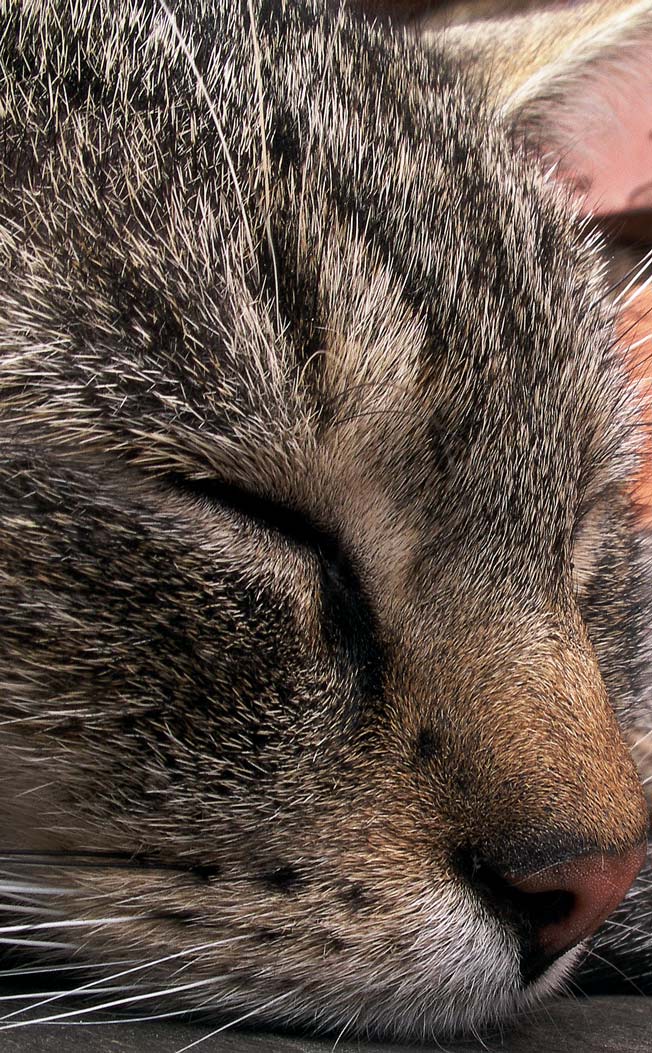 Photography by meerkat2 for DesignCrowd (Community Contests) | Design #9074839