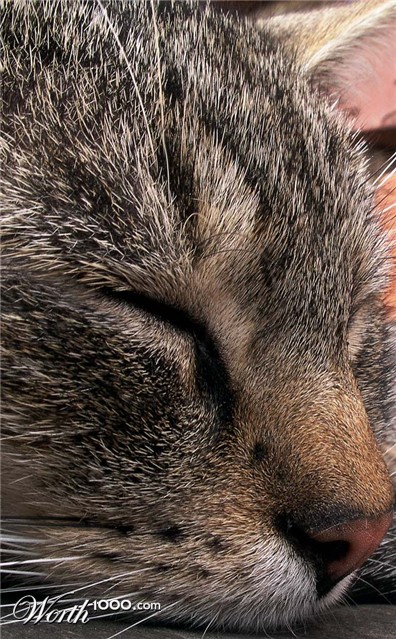 Photography by meerkat2