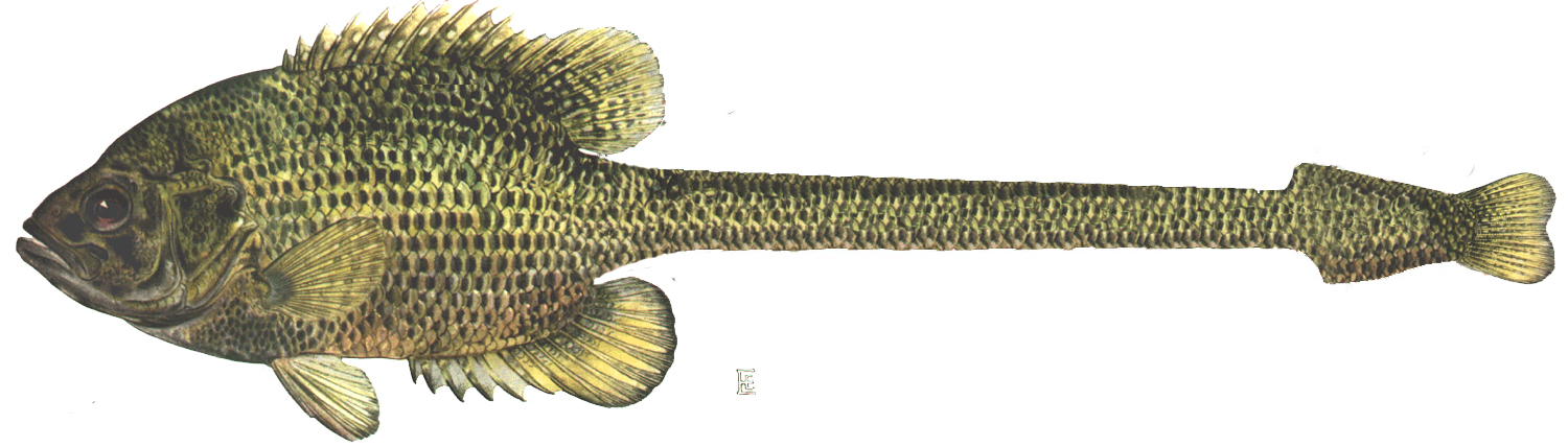 Photoshop Design by SteelMonkey for DesignCrowd (Community Contests) | Design #9076868