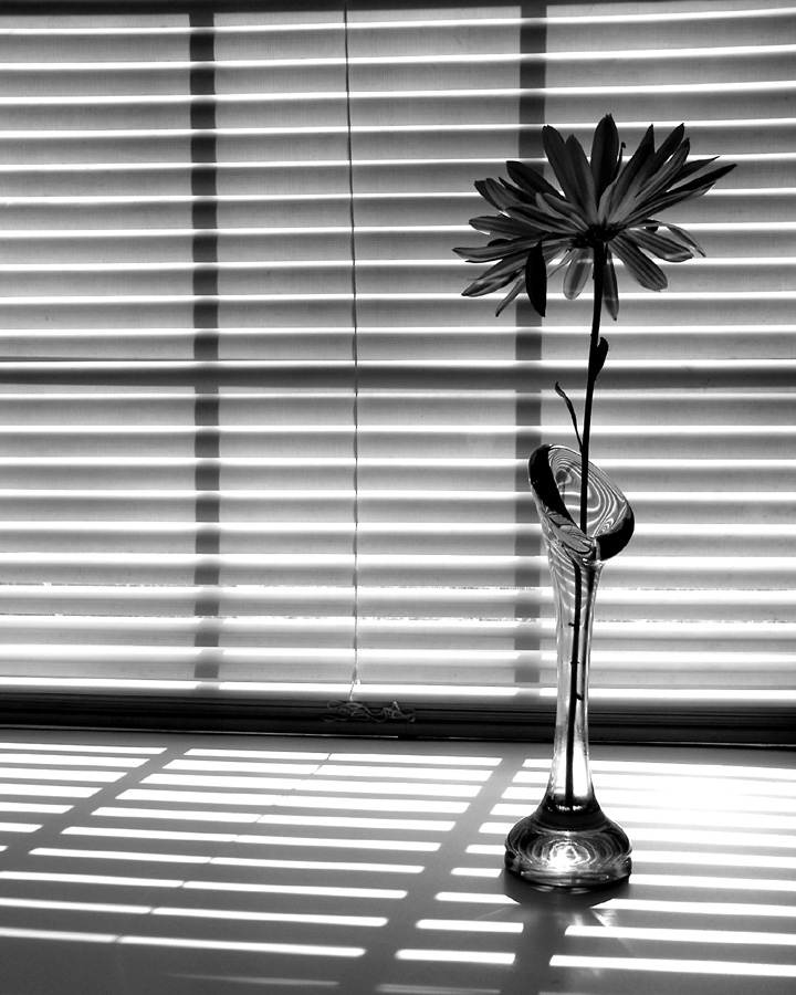 Photography by LADPUPMOE for DesignCrowd (Community Contests) | Design #9079590