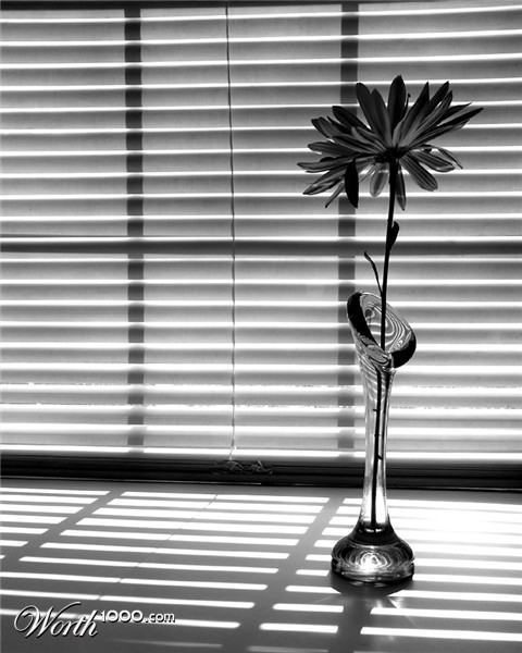 Photography by LADPUPMOE