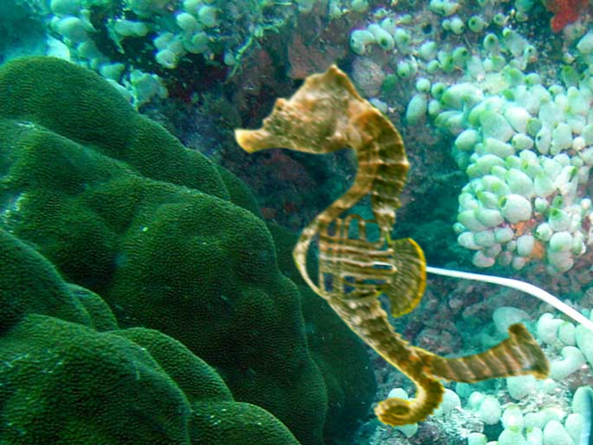 Photoshop Design by asafno for DesignCrowd (Community Contests) | Design #9076872