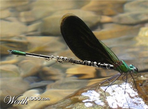 Photoshop Design by MadamXelda