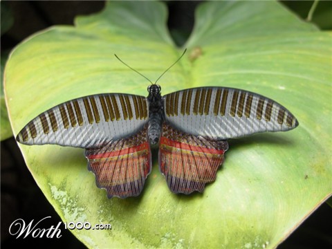 Photoshop Design by dwood58