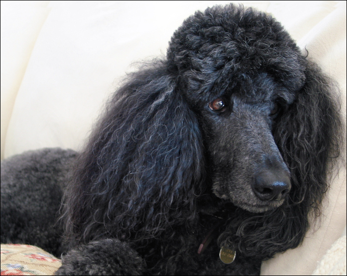 Fotografía por koalachimbo para DesignCrowd (Community Contests) | Diseño #9074815