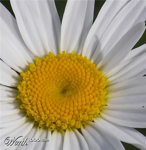 Photography by Dragon60