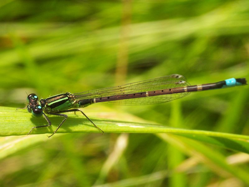 Design Photoshop par ginger82 pour DesignCrowd (Community Contests) | Design #9077151