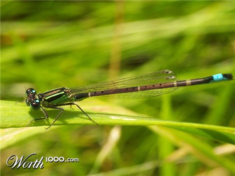 Photoshop Design by ginger82