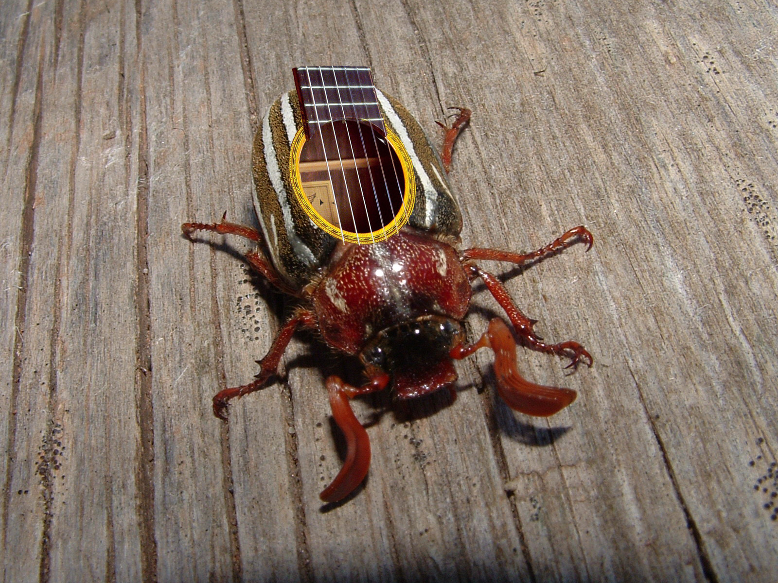 Design Photoshop par redsharkbait pour DesignCrowd (Community Contests) | Design #9077128