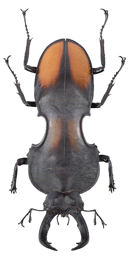 Photoshop-Design von echoburst für DesignCrowd (Community Contests) | Design #9077204