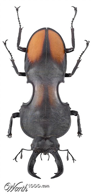 Photoshop Design by echoburst