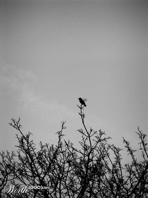 Photography by AnotherRainKing
