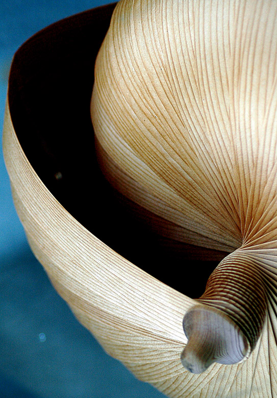 Photographie par Ronbrandt pour DesignCrowd (Community Contests) | Design #9074847