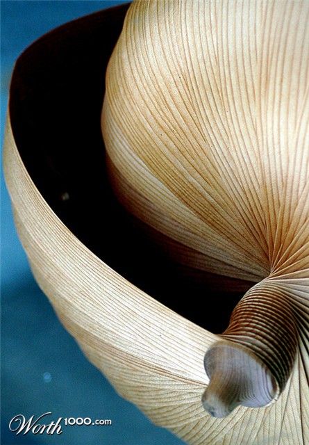 Photography by Ronbrandt