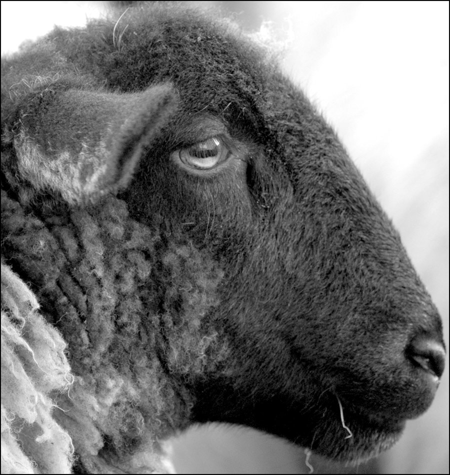 Fotografía por Redbull_UK para DesignCrowd (Community Contests) | Diseño #9074843