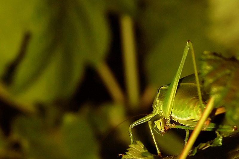 Fotografía por attacker para DesignCrowd (Community Contests) | Diseño #9079625