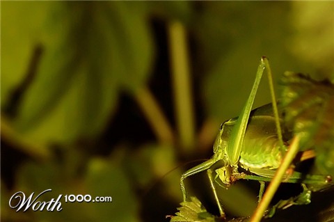 Photography by attacker