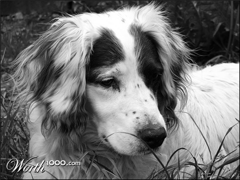 Photography by AceClown