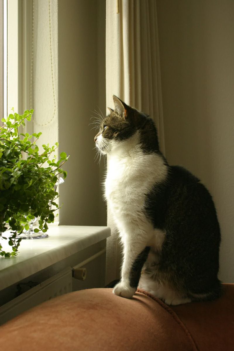 Fotografie von DoggySpew für DesignCrowd (Community Contests) | Design #9080628