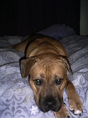 Photographie par moxieshark pour DesignCrowd (Community Contests) | Design #9080653