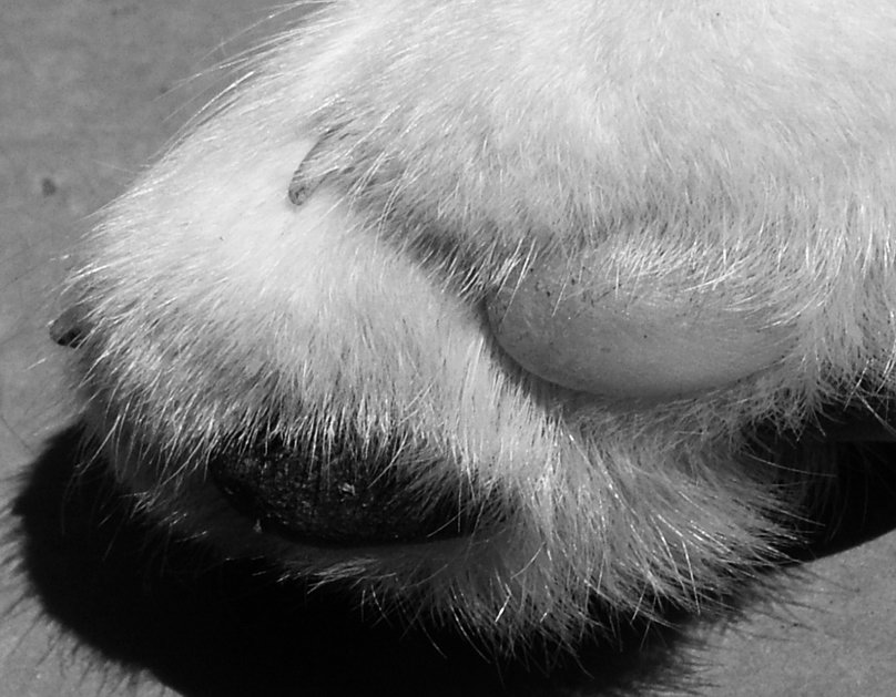 Photographie par ginscambia pour DesignCrowd (Community Contests) | Design #9080632