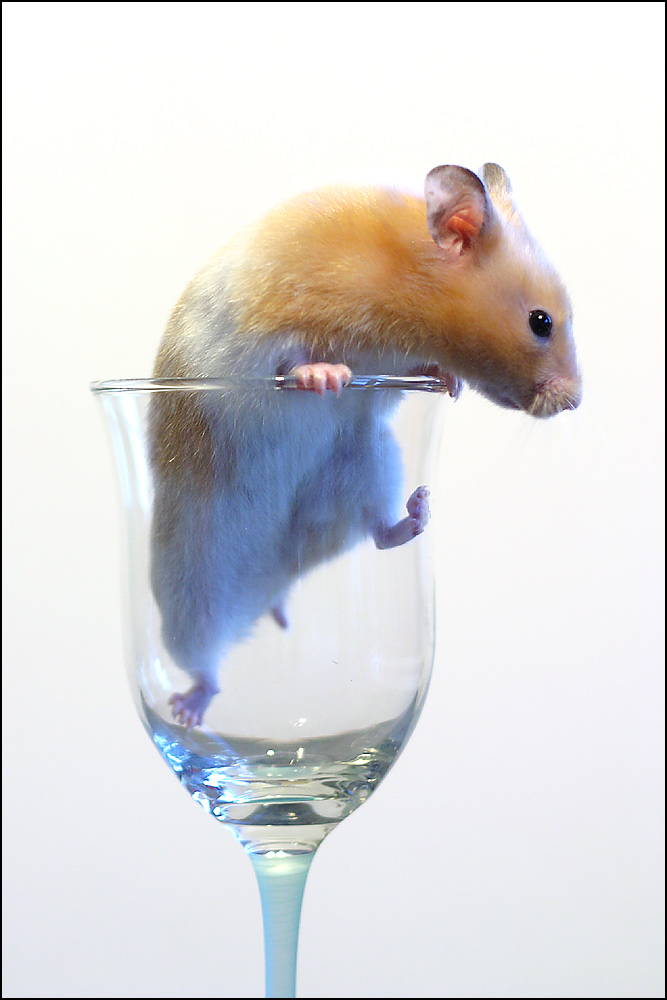 Photography by SigloV for DesignCrowd (Community Contests) | Design #9080645