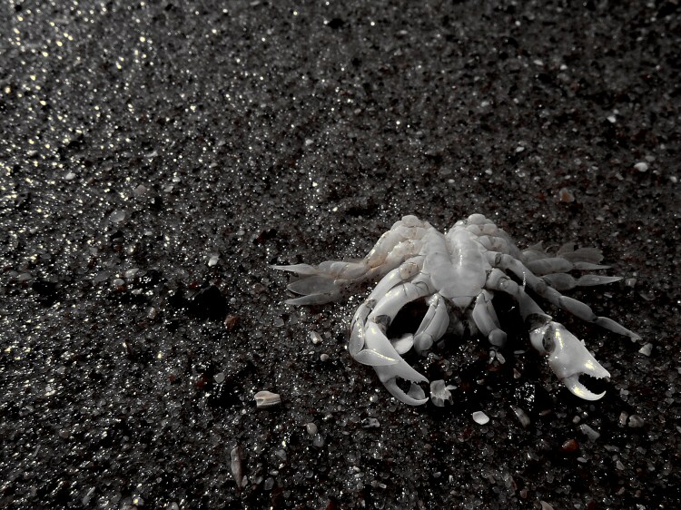 Photographie par wiggster pour DesignCrowd (Community Contests) | Design #9074163