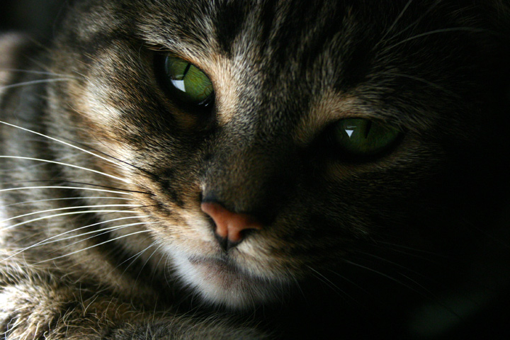 Fotografía por oleksa para DesignCrowd (Community Contests) | Diseño #9080663