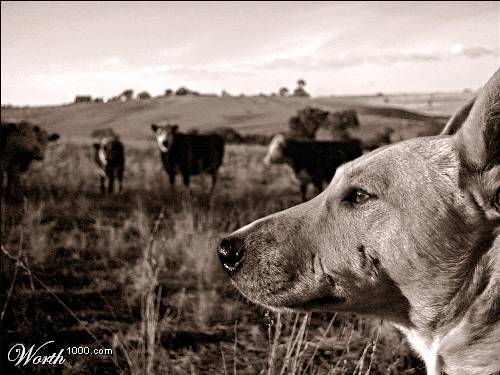 Photographie par Budmulla pour DesignCrowd (Community Contests) | Design #9080670