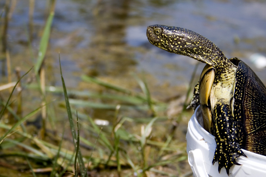 Photography by chippyRo for DesignCrowd (Community Contests) | Design #9080678