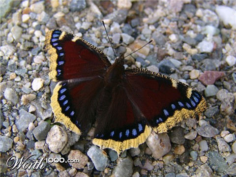 Photography by whlutz