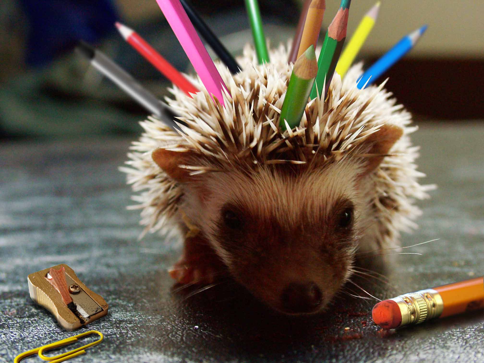 Photoshop Design by schnipper for DesignCrowd (Community Contests) | Design #9075270