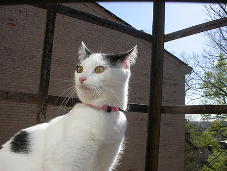 Photographie par Crystal211 pour DesignCrowd (Community Contests) | Design #9080749